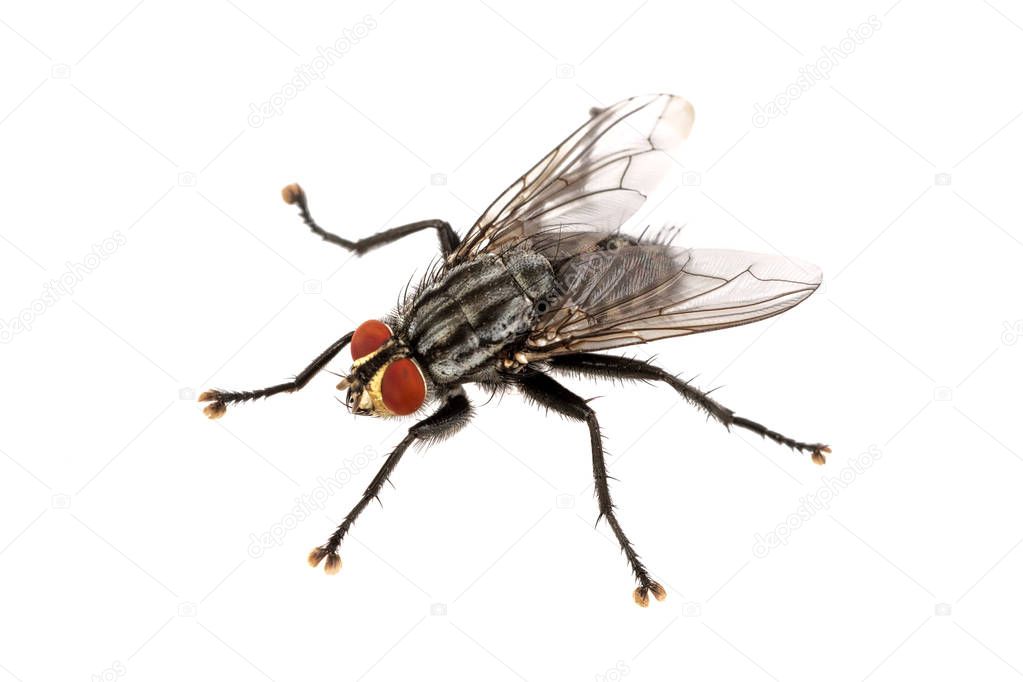 Fly on a white background