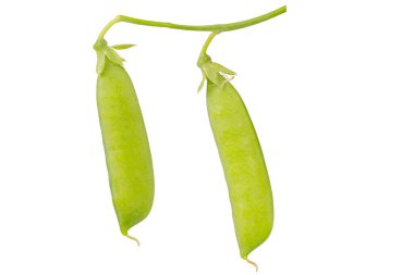 Beyaz zemin üzerine bezelye (Pisum sativum)