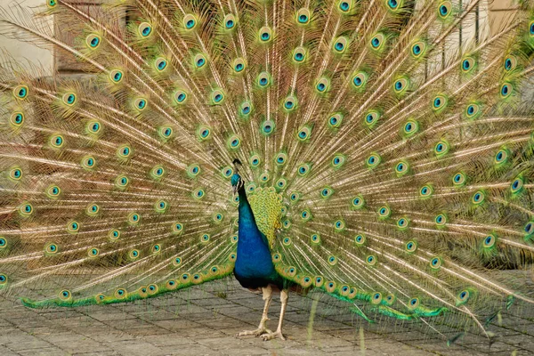 Peacock met kleurrijke verspreid veren — Stockfoto