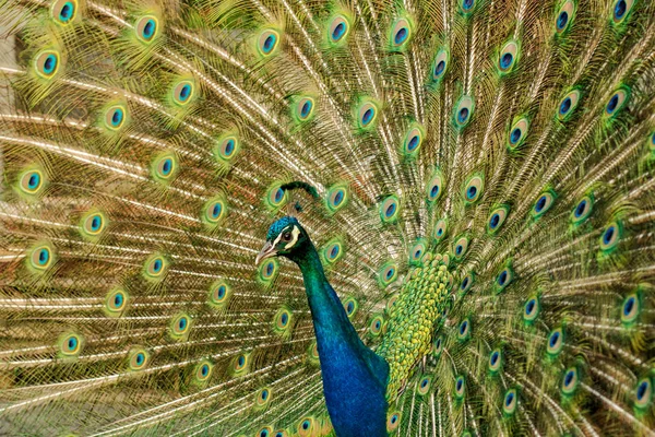 Peacock with colorful spread feathers — Stock Photo, Image