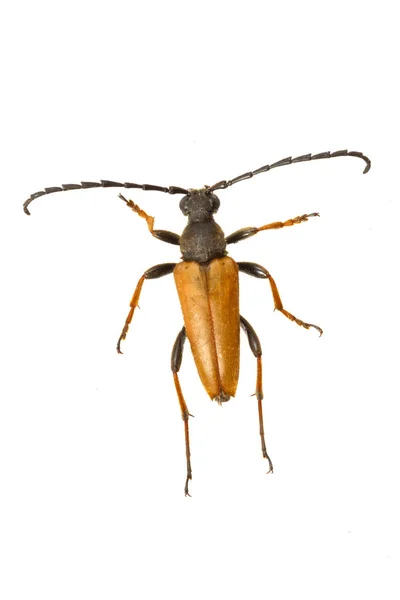 Escarabajo de cuerno largo (Stictoleptura rubra) sobre fondo blanco — Foto de Stock