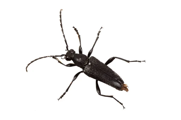 Escarabajo (Stictoleptura scutellata) sobre fondo blanco — Foto de Stock