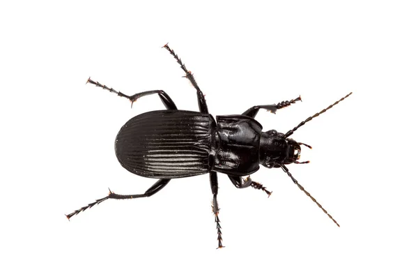 Käfer (abax parallelus) auf weißem Hintergrund — Stockfoto