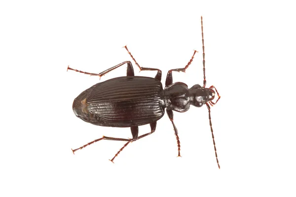 Ziemi beetle (Limodromus assimilis) na białym tle — Zdjęcie stockowe