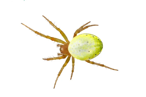 Aranha verde (Araniella cucurbitina) sobre um fundo branco — Fotografia de Stock