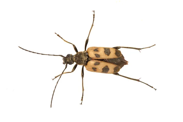 白い背景の上のカブトムシ (Judolia cerambyciformis) — ストック写真