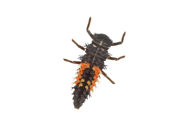 Uğur böceği larvası (Coccinella) beyaz bir arka plan üzerinde