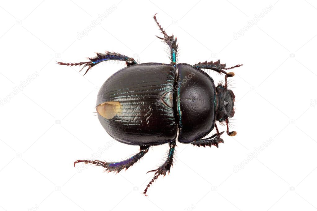 Beetle (Geotrupes stercorarius) on a white background