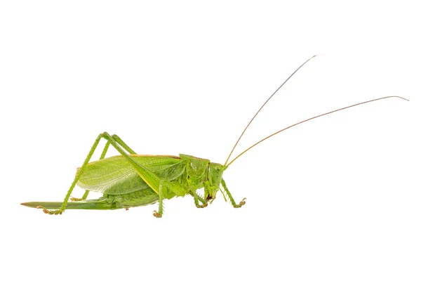 Saltamontes verdes sobre un fondo blanco — Foto de Stock