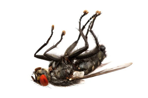 Deadly fly on a white background — Stock Photo, Image