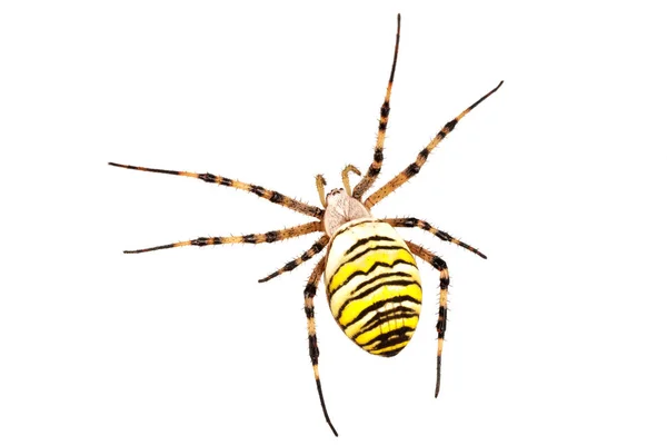 Pavouk vosa (křižák pruhovaný) na bílém pozadí — Stock fotografie