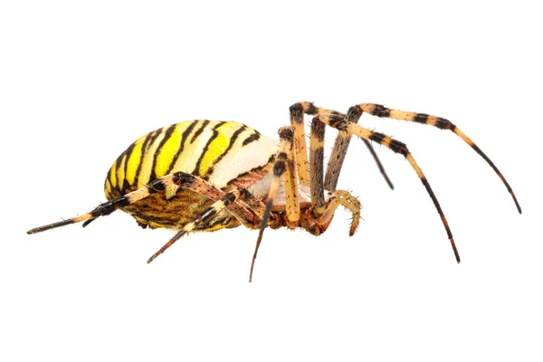 Beyaz bir arka plan üzerinde yaban arısı örümcek (Argiope bruennichi) — Stok fotoğraf