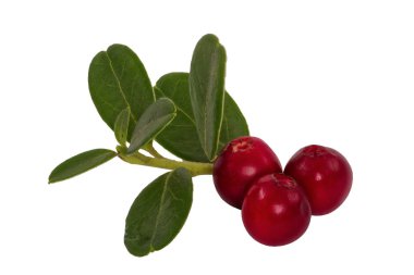 Cranberries ile yapraklar üzerinde beyaz bir arka plan