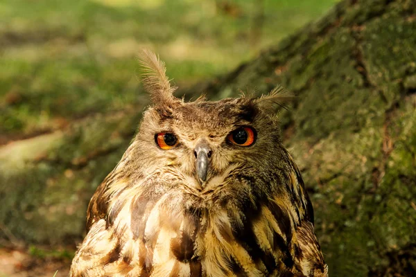 Coruja-águia (Bubo bubo) com fundo borrado — Fotografia de Stock