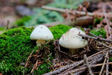 Vahşi mantarlar ormanda yetişiyor.