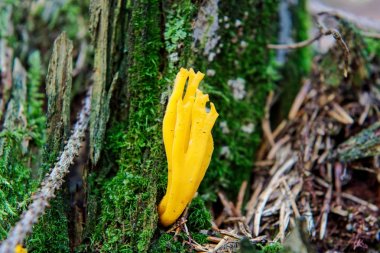 bir orman içinde büyüyen yabani mantar