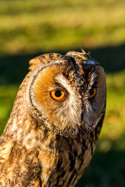 Retrato de búho águila (Bubo bubo ) —  Fotos de Stock