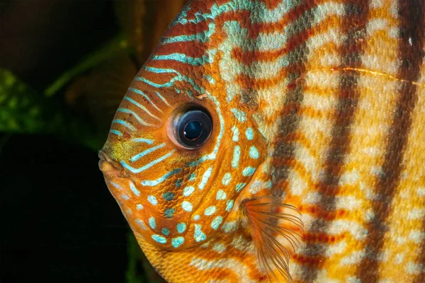 Portrait of discus fish (Symphysodon) — Stock Photo, Image