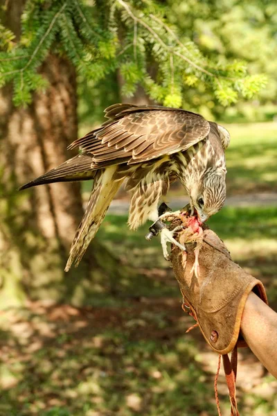 Feeding the bird of prey little chicken