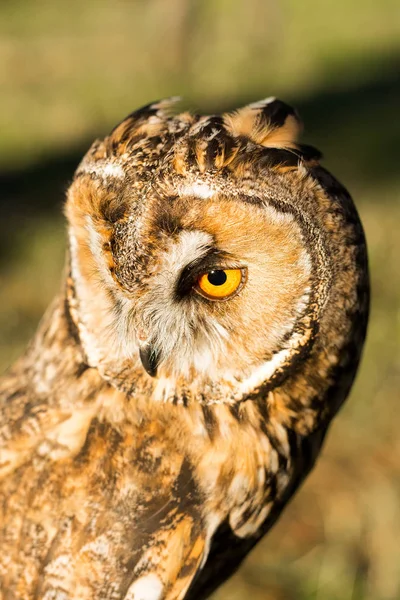 Retrato de coruja de águia (Bubo bubo ) — Fotografia de Stock