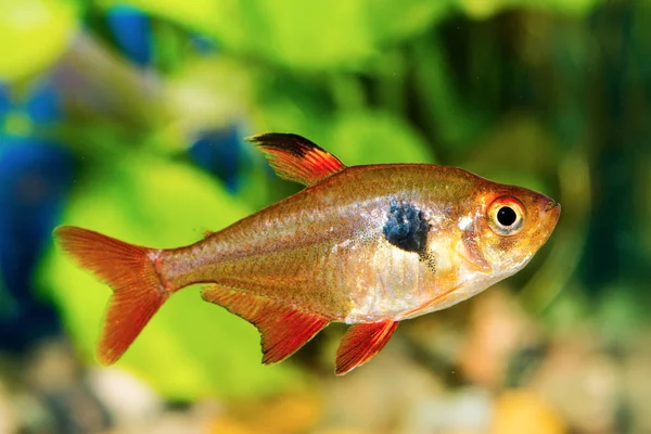 Ryby Tetra (Hyphessobrycon) v akváriu — Stock fotografie