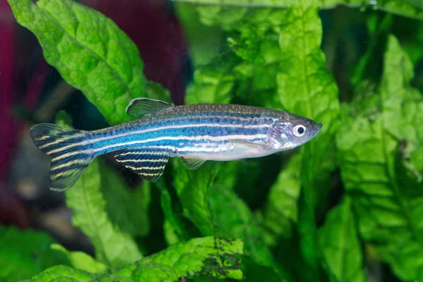 Zebrafish (Danio rerio) в аквариуме — стоковое фото