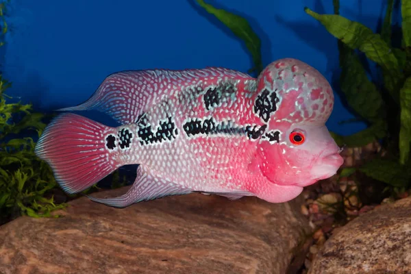 Flowerhorn Balık Akvaryum