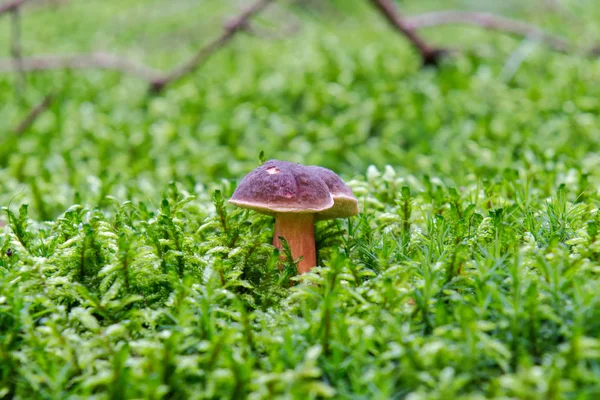 在森林中生长的野生蘑菇 — 图库照片