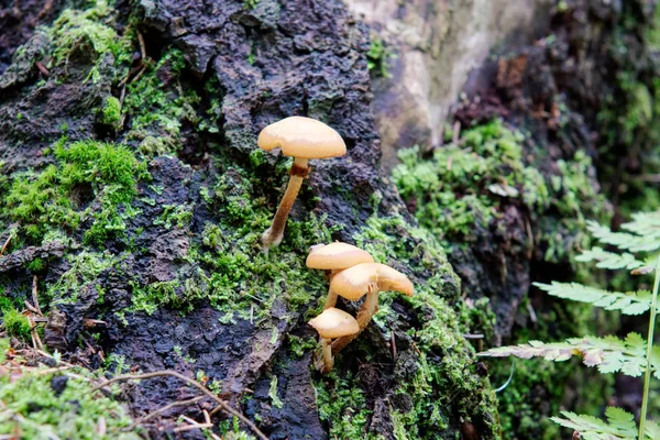 Setas silvestres creciendo en un bosque — Foto de Stock