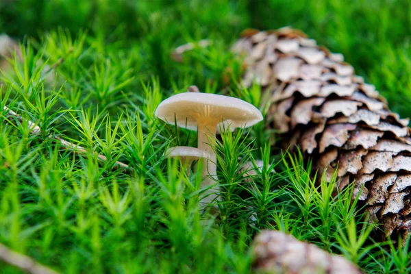 在森林中生长的野生蘑菇 — 图库照片
