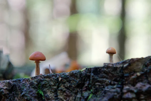 Wilde Pilze, die im Wald wachsen — Stockfoto