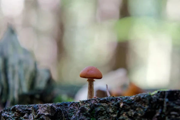 在森林中生长的野生蘑菇 — 图库照片