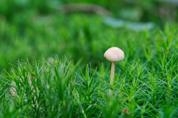 在森林中生长的野生蘑菇 — 图库照片