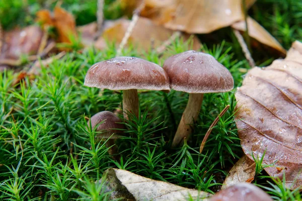 生长在森林中的野生蘑菇 — 图库照片