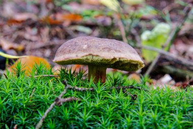 bir orman içinde büyüyen yabani mantar