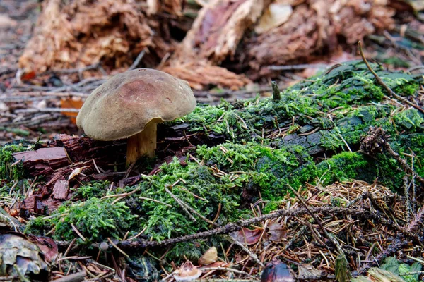 Champignon sauvage poussant dans une forêt — Photo