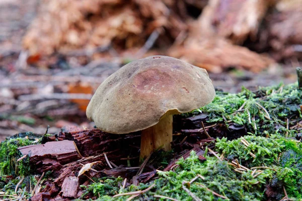 Champignon sauvage poussant dans une forêt — Photo