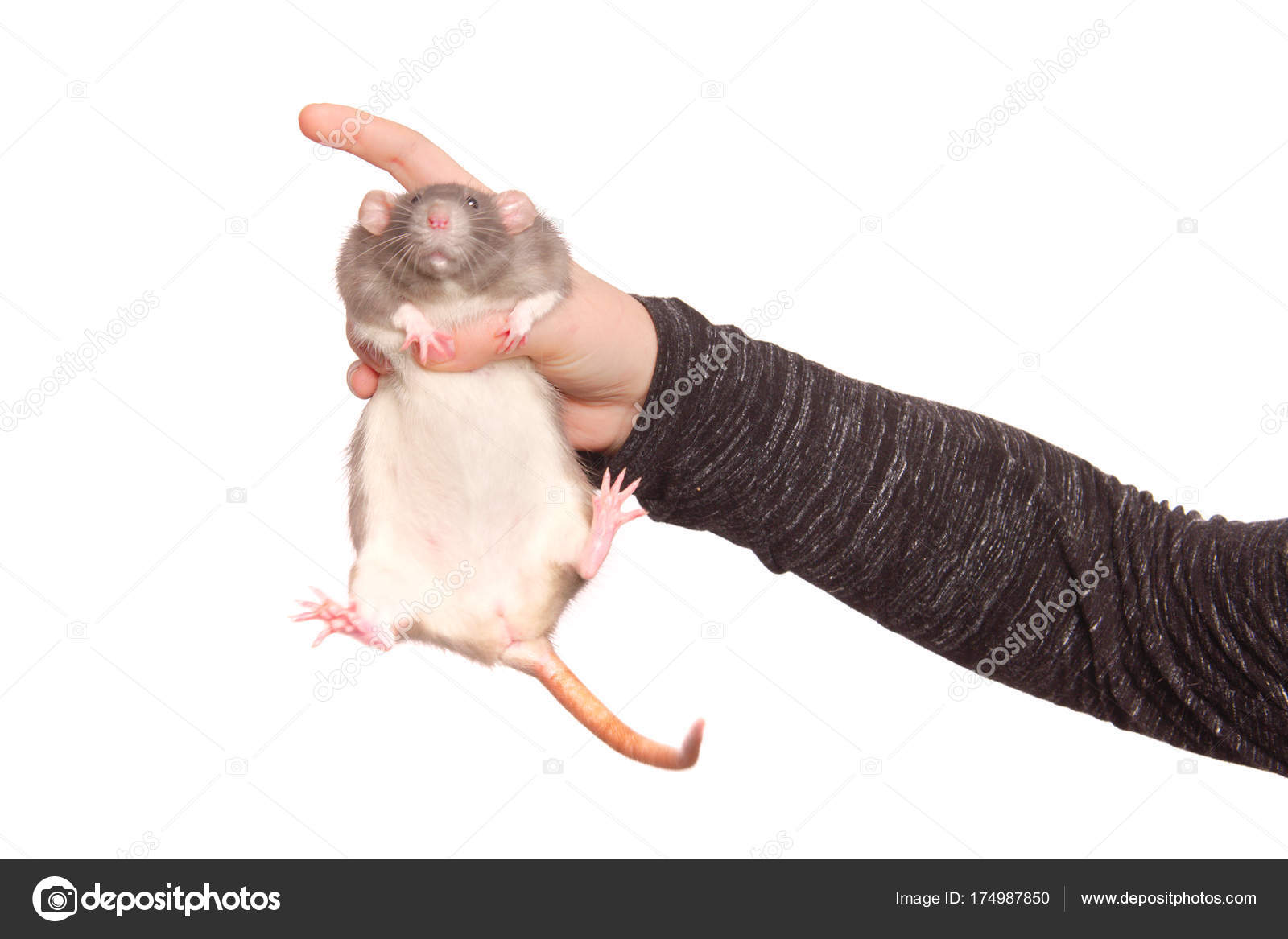 Смех крысы. Крысы боятся рук. Гамбийская крыса на белом фоне. Дикая и домашняя крыса. Крыса фото.