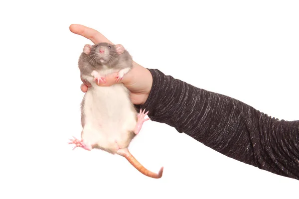 Руки молодой женщины с крысой на белом фоне — стоковое фото