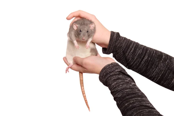 Руки молодой женщины с крысой на белом фоне — стоковое фото