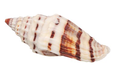 beyaz arkaplanda deniz kabuğu