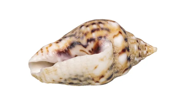 Sea shell on a white background — Stock Photo, Image