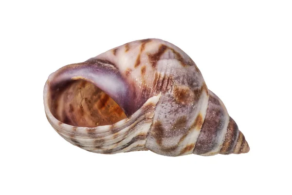 Concha marina sobre un fondo blanco —  Fotos de Stock