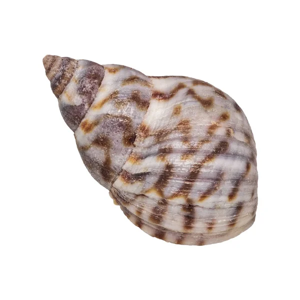 Sea shell on a white background — Stock Photo, Image