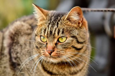 Kedi ile arka plan bulanık portresi