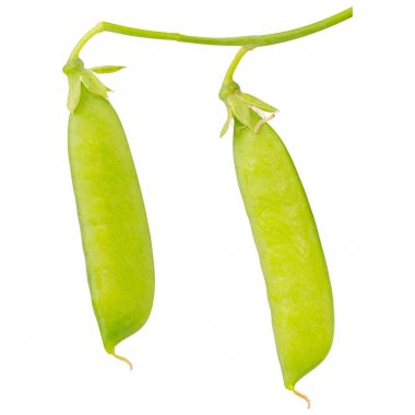 Beyaz zemin üzerine yeşil bezelye (Pisum sativum)