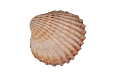 beyaz arkaplanda deniz kabuğu