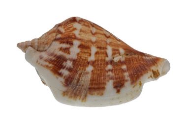 beyaz arkaplanda deniz kabuğu