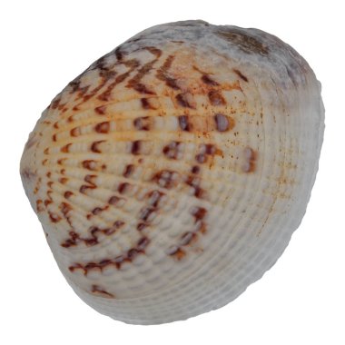 beyaz arkaplanda deniz kabuğu