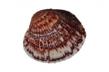 beyaz arkaplanda deniz kabuğu